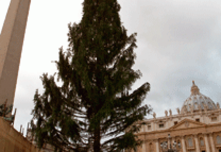 Arbol de Navidad en el Vaticano diciembre 2011