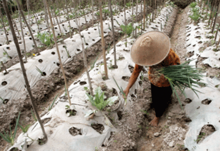 campesina en una plantación agricultura