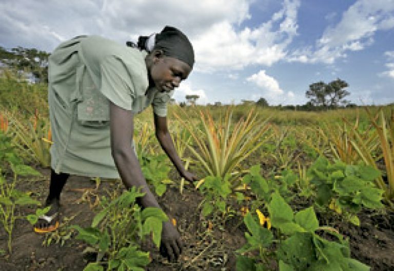 mujer africana agricultora cultivando alimentos en la tierra
