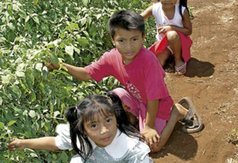 proyecto de agricultura de religiosa teresianas en México con las comunidades mayas