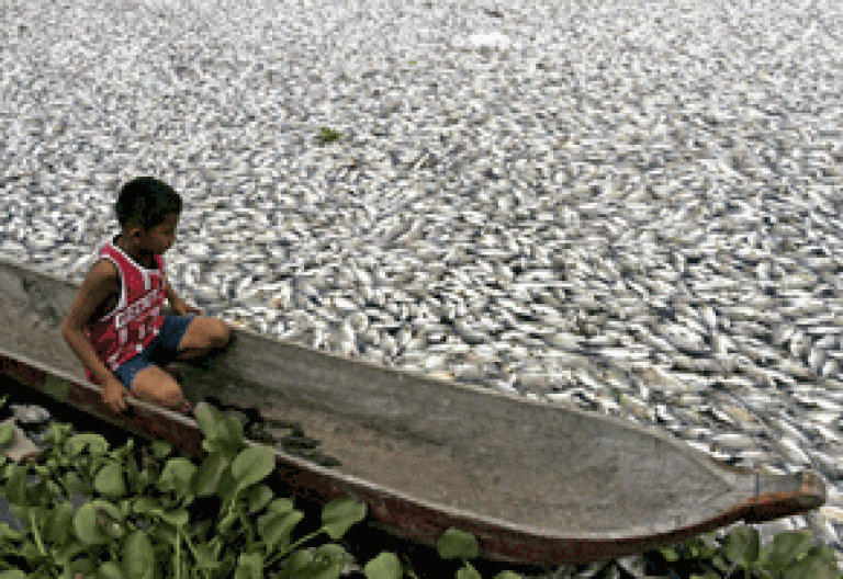 Niño en canoa en río con peces muertos
