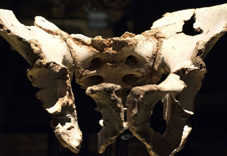 Troz de pelvis hallada en los yacimientos de Atapuerca y bautizada con el nombre de Elvis
