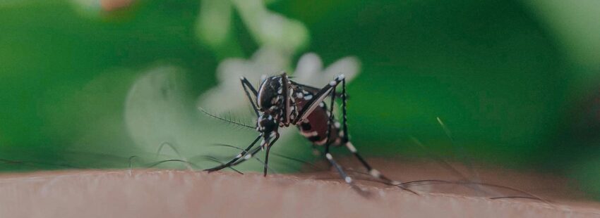 ¿También los mosquitos son hijos de Dios?