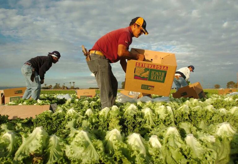 trabajadores