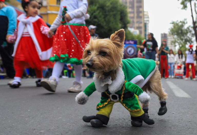 Un perro de raza Yorkshire Terrier participa en un desfile navideño