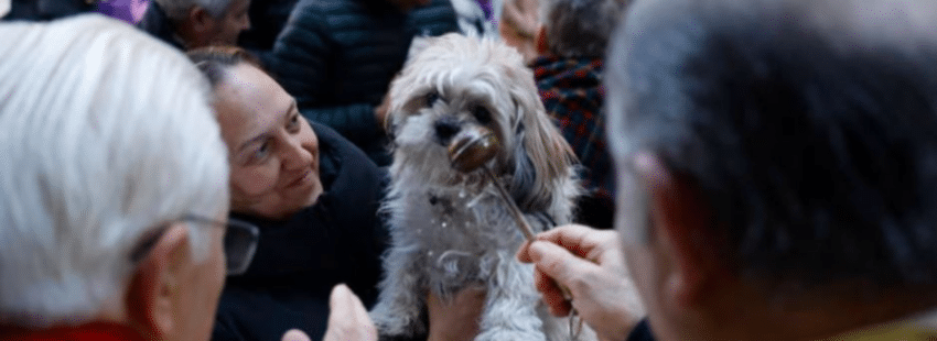 Bendición de animales por San Antón